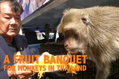 A fruit banquet for monkeys