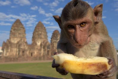 Thailand monkey buffet Lopburi temple