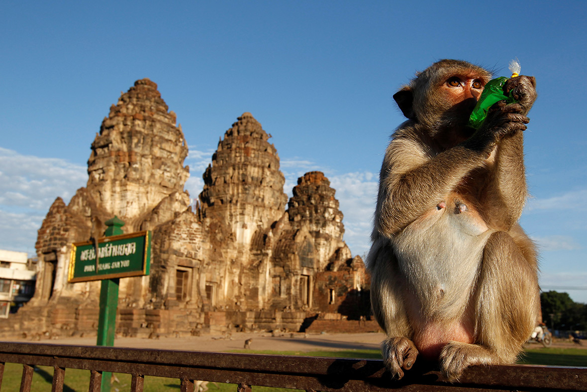 Thailand monkey buffet Lopburi temple