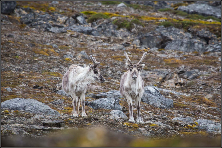 Reindeer