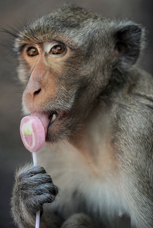 thailand monkey buffet