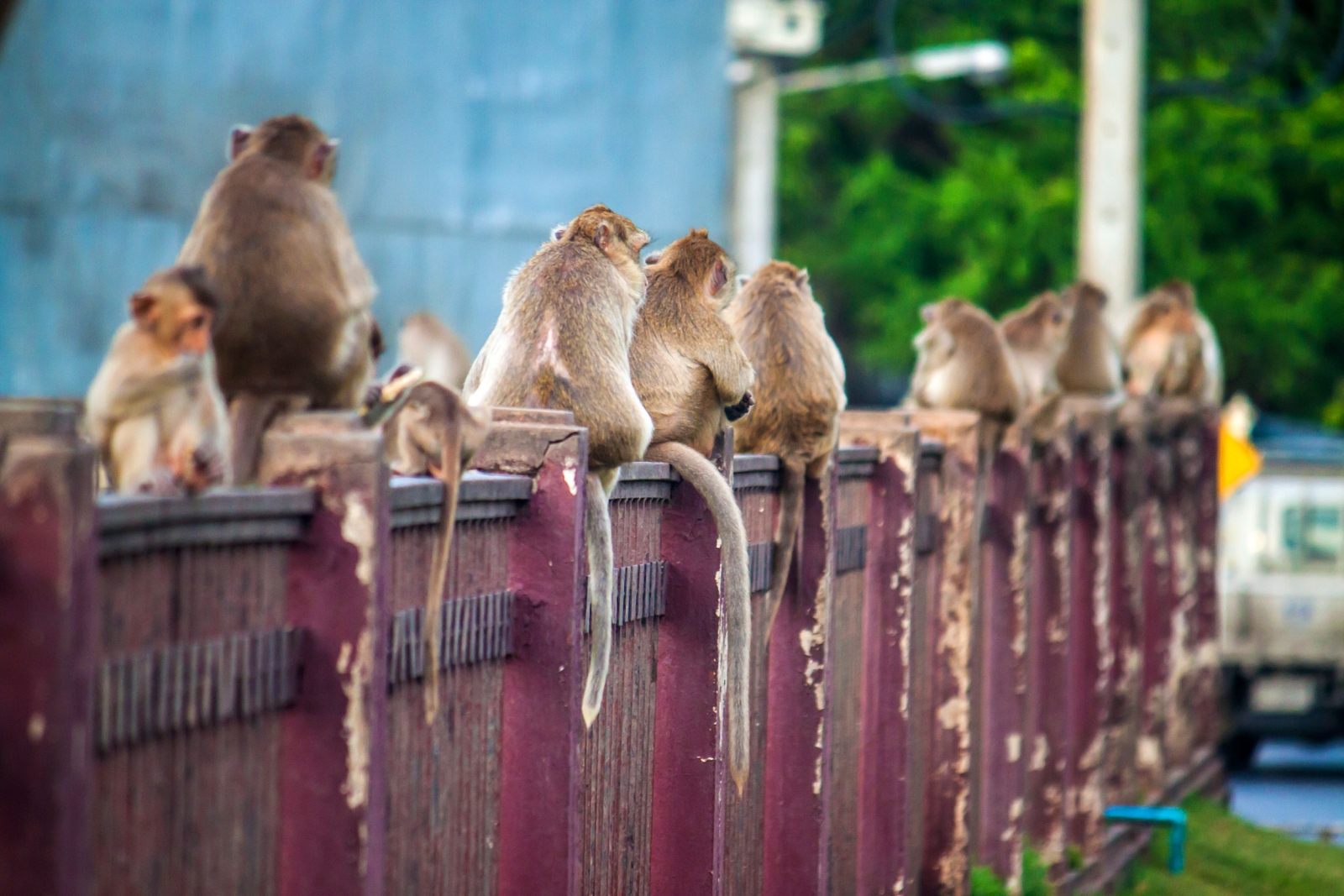 thailand monkey buffet