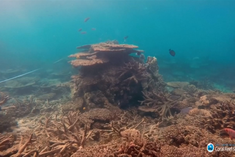 Global warming has caused biggest ever coral die-off on Australia’s Great Barrier Reef