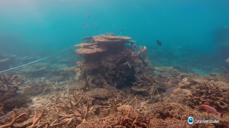 Global warming has caused biggest ever coral die-off on Australia’s Great Barrier Reef