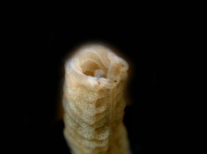 acorn worm