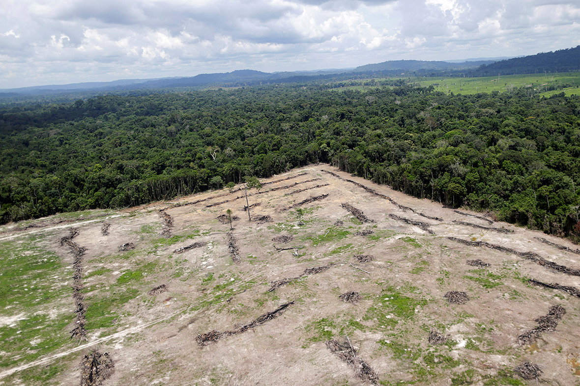 Amazon guardians rainforest deforestation