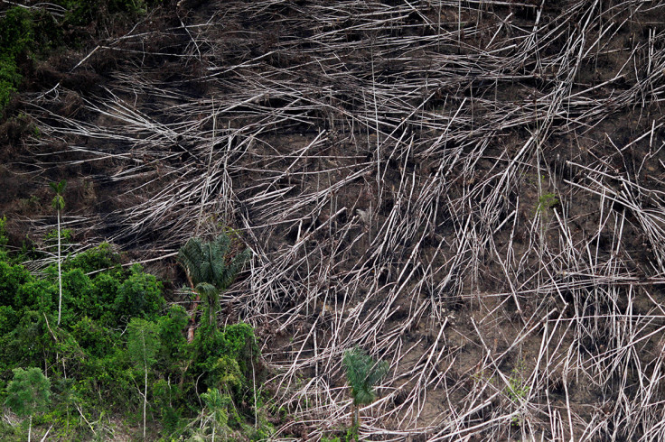 Amazon guardians rainforest deforestation