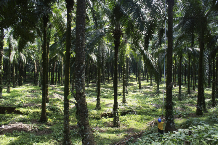 Indonesia Palm oil