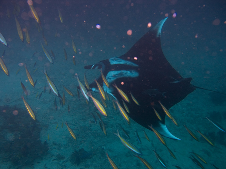 Manta ray