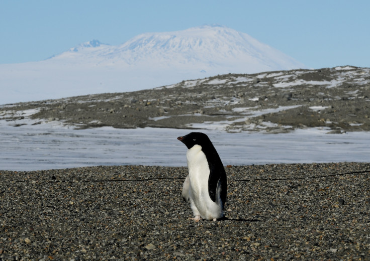 Adelie penguin