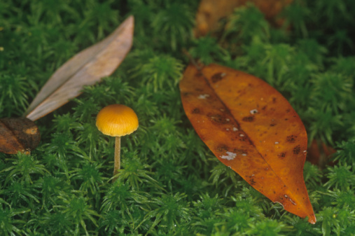 depression cancer magic mushrooms