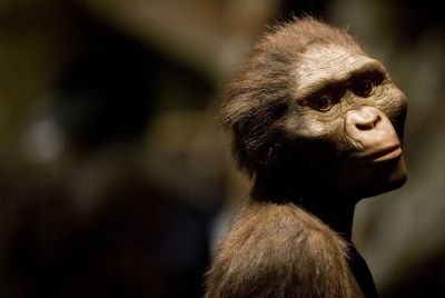 Lucy, Australopithecus afarensis