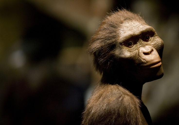 Lucy, Australopithecus afarensis