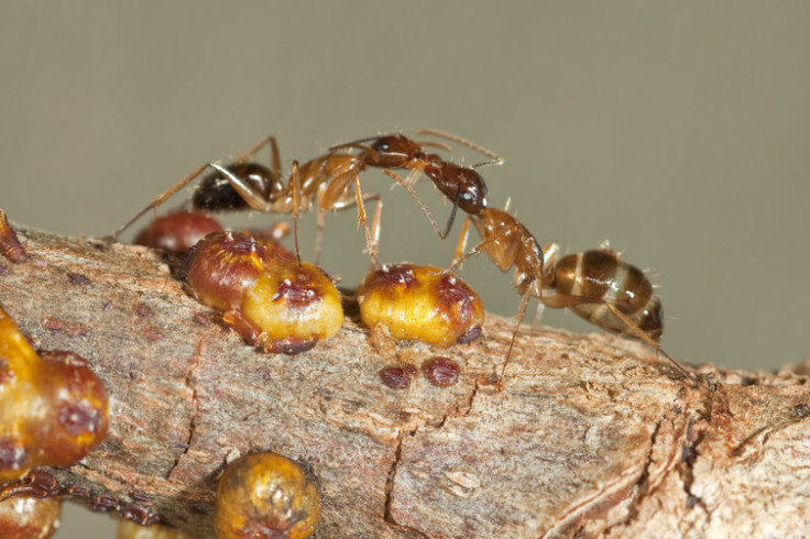 yellow crazy ant