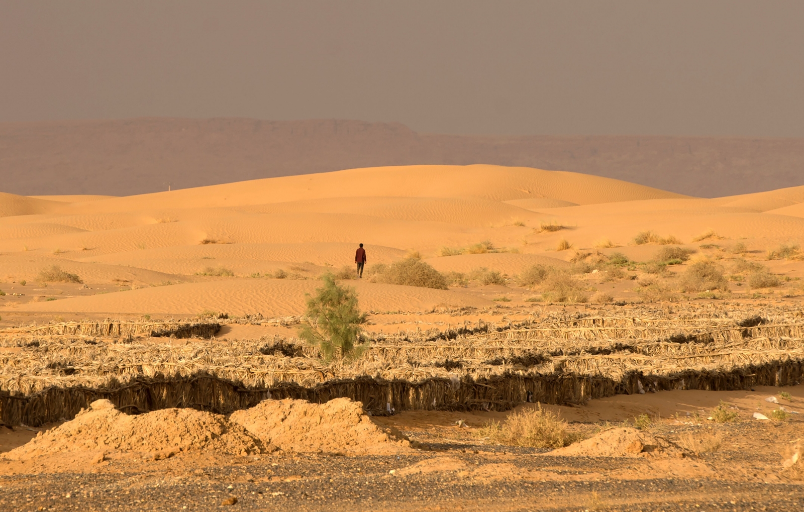 sahara vegetation