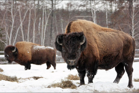 cloning steppe bison