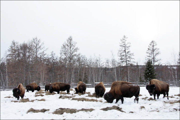 bison cloning