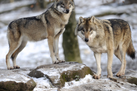 European grey wolves are pictured in the animal park of Sainte-Croix, on December 12, 2012, in Rhodes, eastern France,