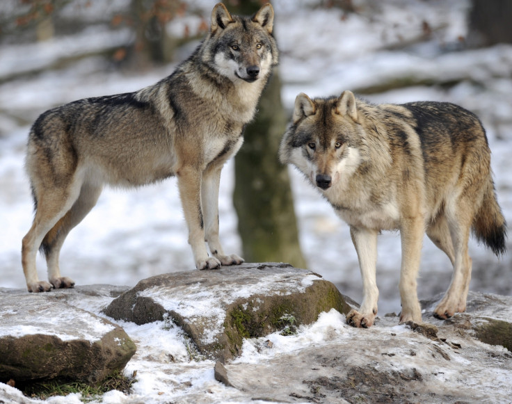 European grey wolves are pictured in the animal park of Sainte-Croix, on December 12, 2012, in Rhodes, eastern France,