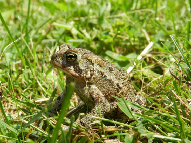 American toad