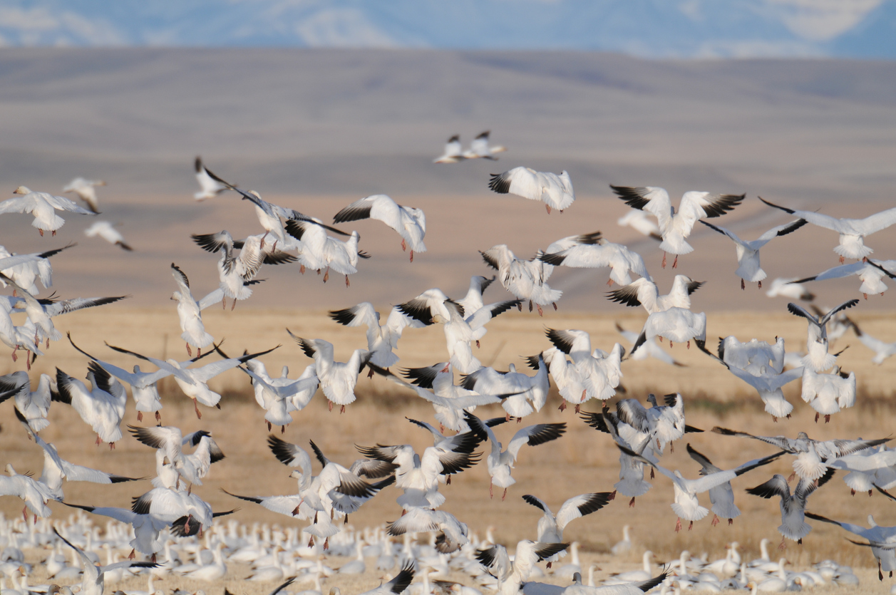 Thousands of snow geese die in Montana turning toxic Berkeley Pit water ...