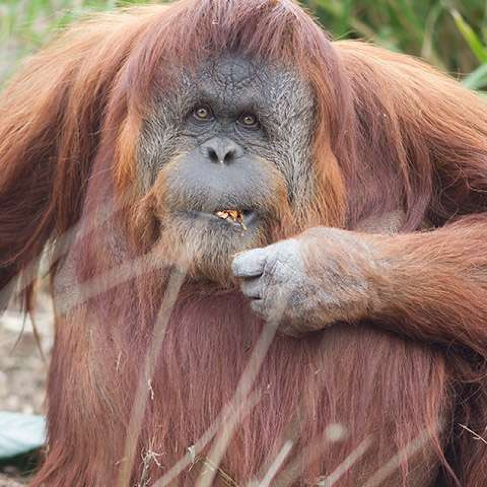 Bornean Orangutang Hann Wild Orangutan Tours Day Tours 2025 All bornean-orangutang-hann-wild-orangutan-tours-day-tours-2025-all