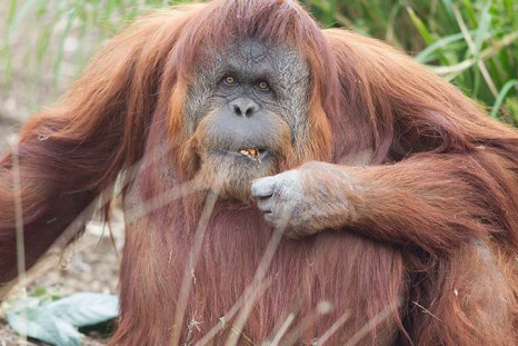 karta orangutan