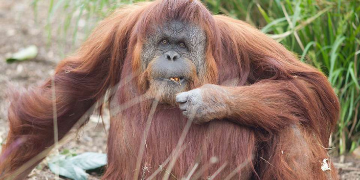 karta orangutan