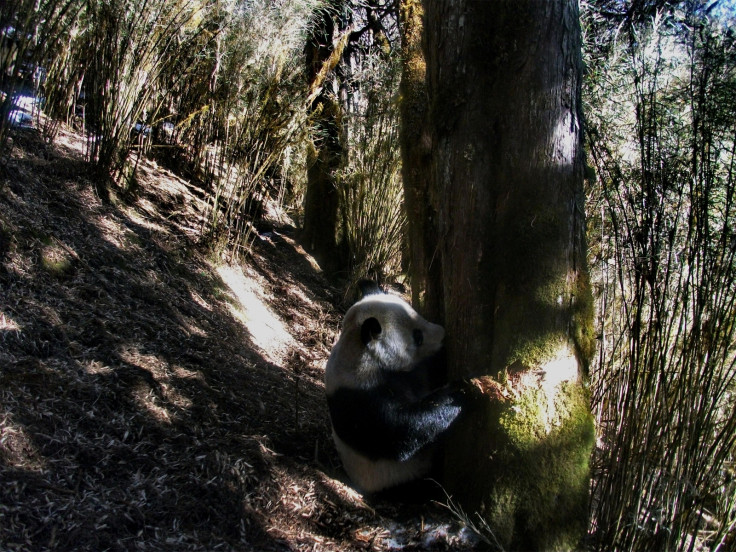 panda conservation