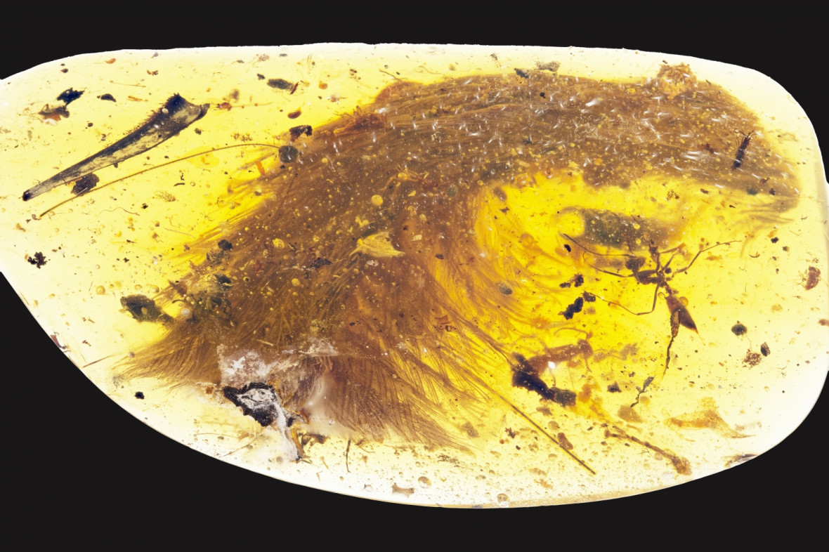 dinosaur tail feathers dinosaur tail feathers