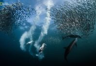 2016 National Geographic Nature Photographer of the Year Contest