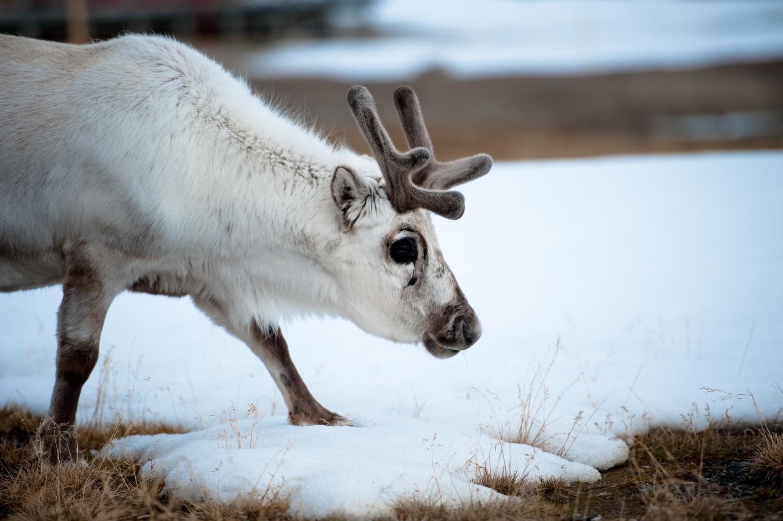 Arctic reindeer becoming smaller