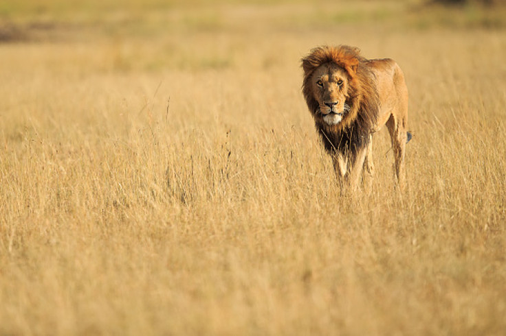 lion trophy hunting