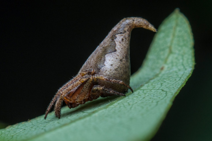 Eriovixia gryffindori