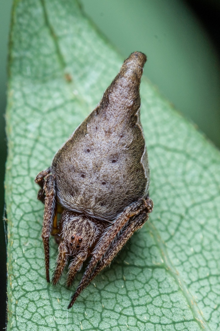 Eriovixia gryffindori