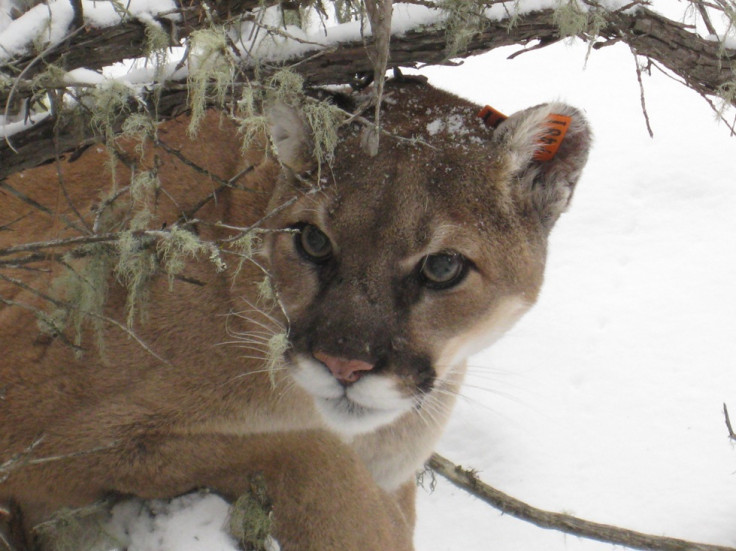 Mountain lion