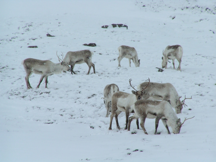 Reindeer