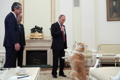 Vladimir Putin dog diplomacy, Yume