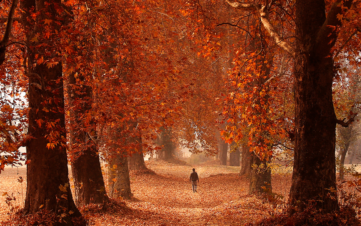 Srinagar Autumn