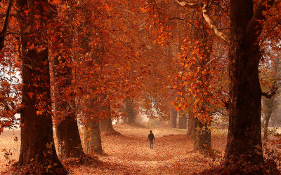Srinagar Autumn