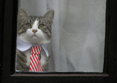 Cat and tie