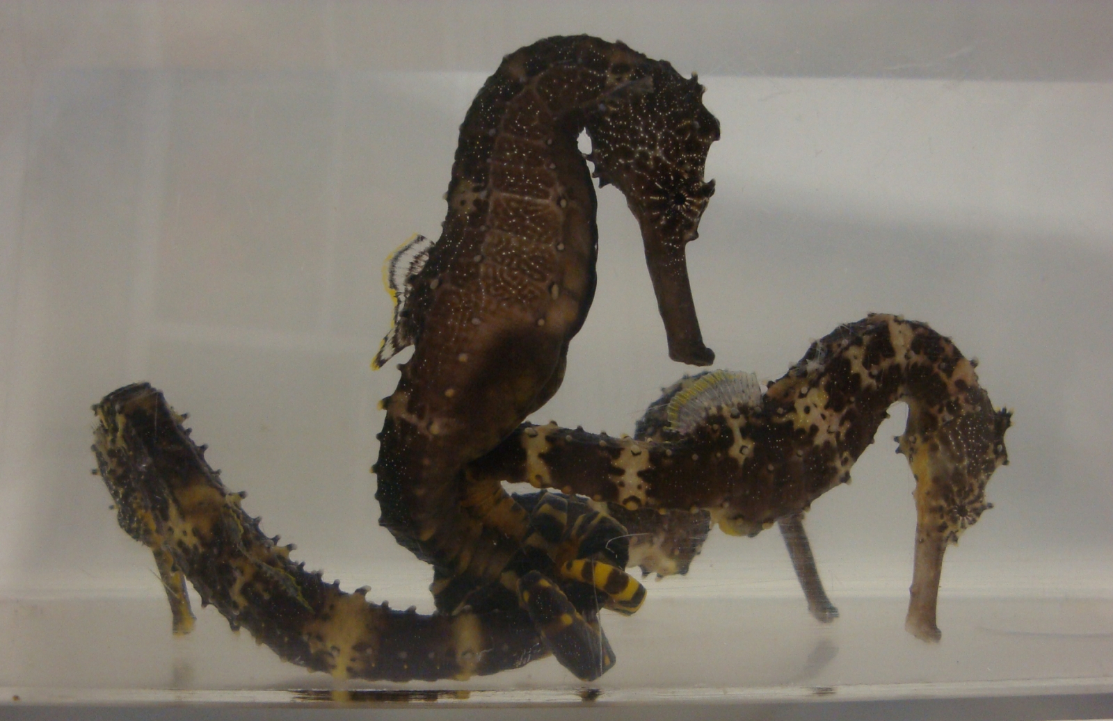 Image result for A tiger tail seahorse, which has evolved several unique traits, including male pregnancy