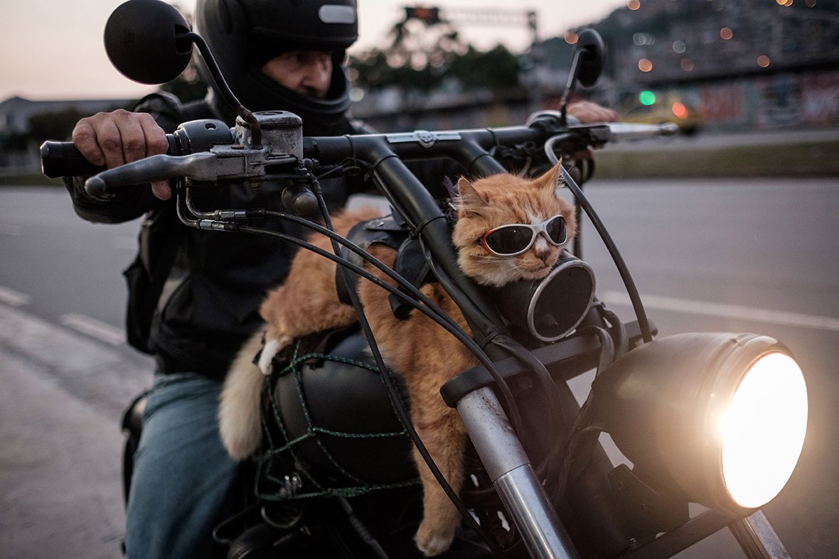 cat on motorbike