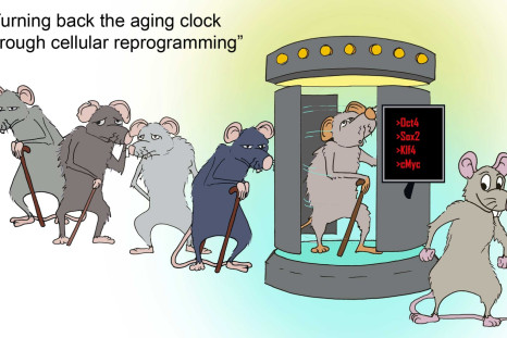 cellular ageing
