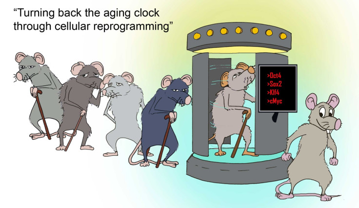 cellular ageing