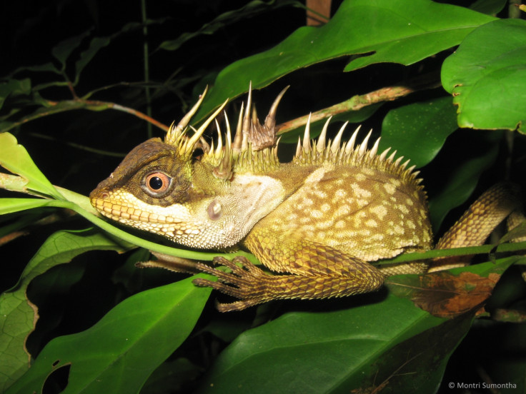 Acanthosaura phuketensis