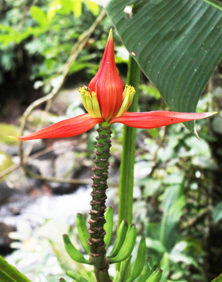 Musa nanensis