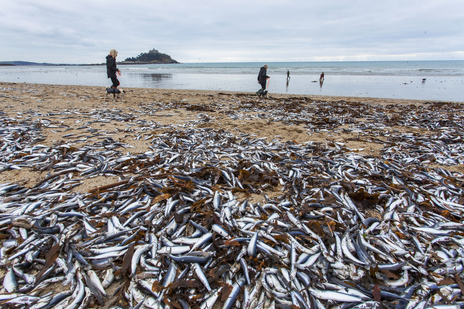 Cornwall Mystery Mass Die Off As Dead Fish Wash Up On Beach For The 