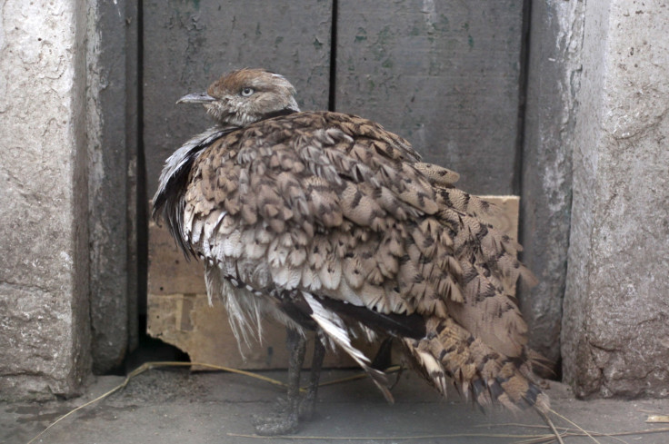 Bustard hunting