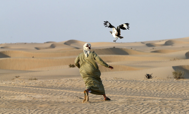 Bustard hunting